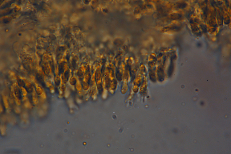 Probabilmente Plicaturopsis crispa  (Plicaturopsis crispa)